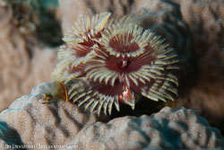 BD-120424-Marsa-Alam-6420-Spirobranchus-giganteus.-Pallas-1766-[Christmas-tree-worm].jpg